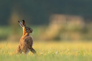 Rabbit Photography