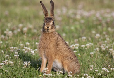 Rabbit Sitting in Grass