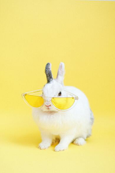 Rabbit with Sunglasses