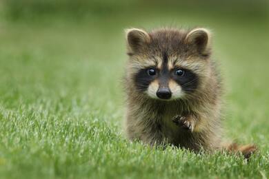 Raccoon Baby Ultra HD Image