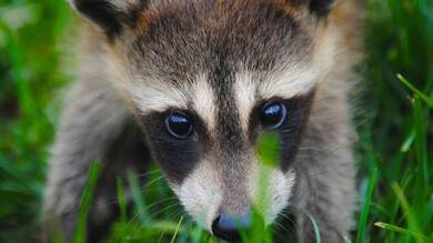 Raccoon Close Face 4K