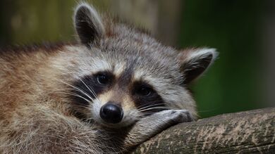 Raccoon Lying on Tree