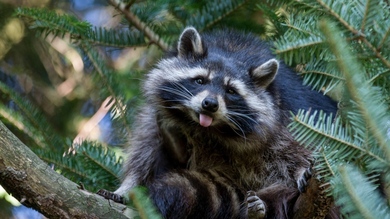 Raccoon on Tree