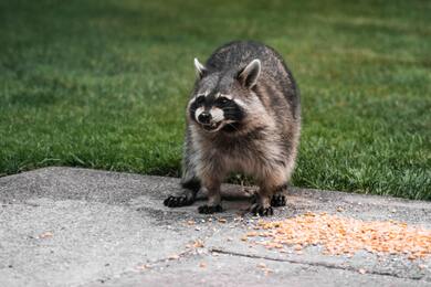 Raccoons Angry Pic