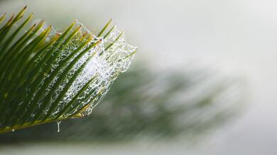 Rain Drop on Plant Leave