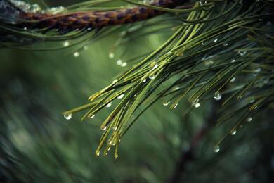 Rain Drops on Leaf