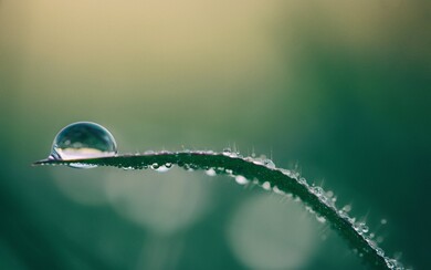 Rain Drops on Plant