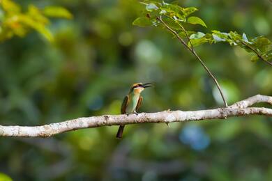 Rainbow Bee Eater Bird Bokeh Photography