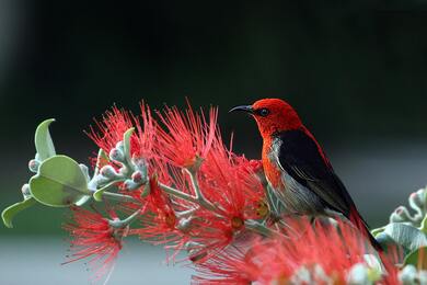 Red and Black Bird on Red Flowers
