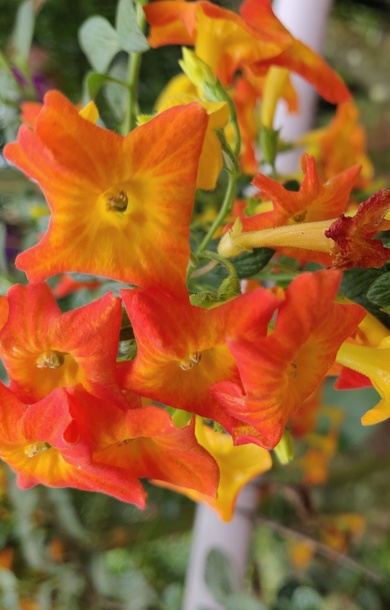 Red and Yellow Flowers