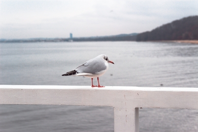 Red Billed Gull Standing Near River