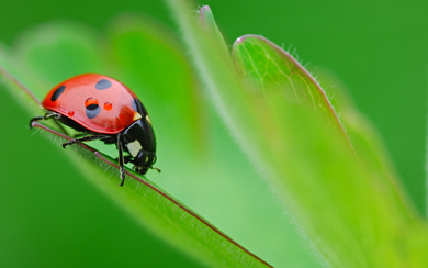 Red Bug Wallpaper