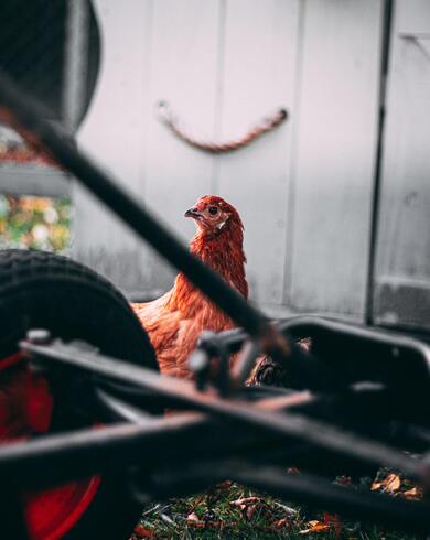 Red Chicken Bird Photography