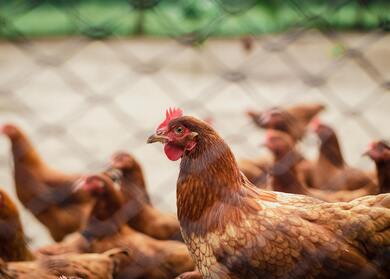 Red Chicken Hen Photo