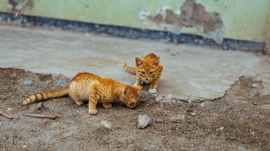 Red Couple Kittens