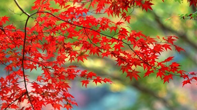 Red Flower Tree