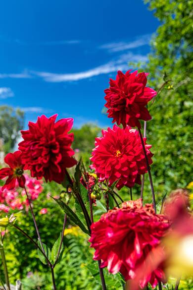 Red Flowers Ultra HD