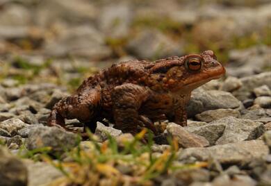 Red Frog Background Picture