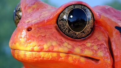 Red Frog Head 4K Wallpaper