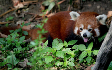 Red Panda In Jungle Wallpaper