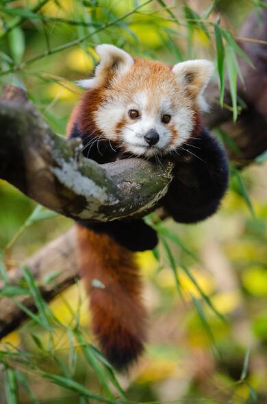 Red Panda on Tree HD Wallpaper