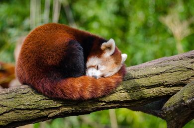 Red Panda Sleeping on Tree