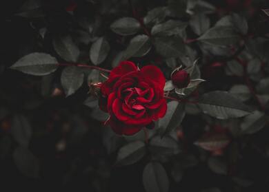 Red Rose Flower Desktop Background