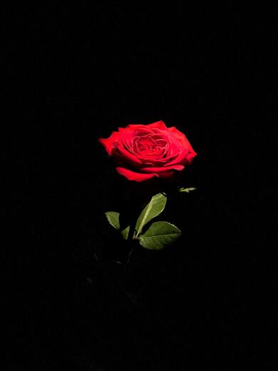 Red Rose Flower in Black Background