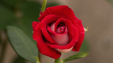 Red Rose HD Pic