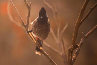 Red Vented Bulbul Bird Wallpaper