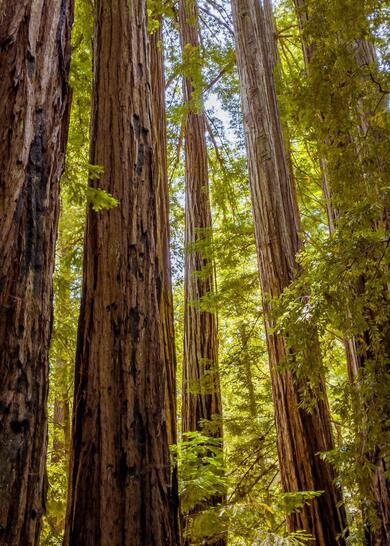 Redwoods Tree California Mobile Wallpaper