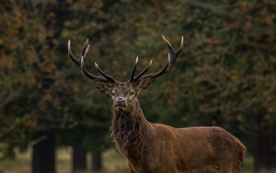 Reindeer Wild Deer Wallpaper Background