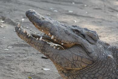 Reptile Alligator Pic