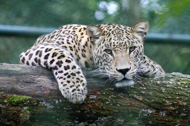 Resting Leopard