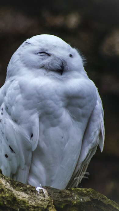 Resting Owl Image