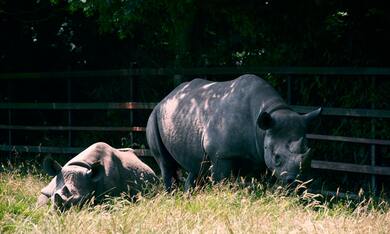 Rhinoceros in Zoo