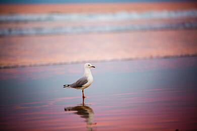 Ring Billed Gull on Shore