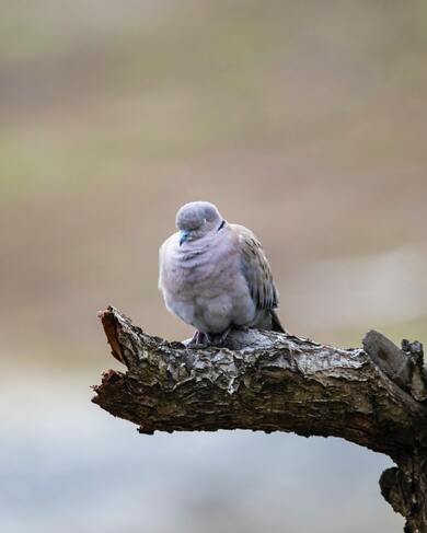 Ring Necked Dove Sitting on Tree