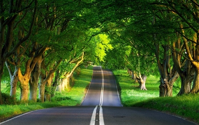 Road Beside Tree