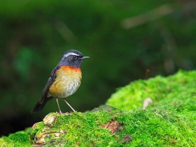 Robin Bird on Green Grass Photo