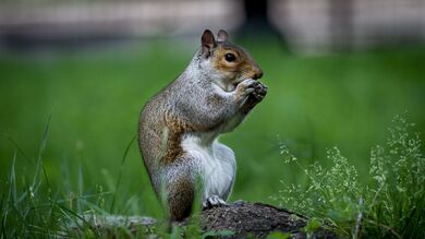 Rodent Squirrel Beast