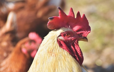 Rooster Closeup Bird Photo