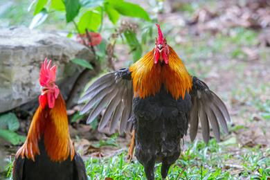 Rooster on Green Grass