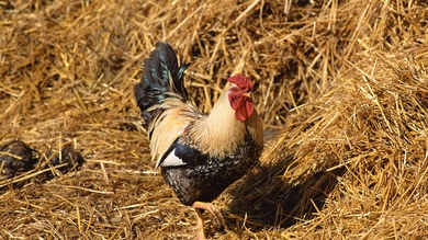 Rooster Straw Walk Bird