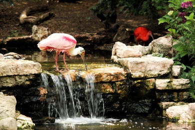 Roseate Spoonbill Bird Drinking Water Ultra HD Wallpaper