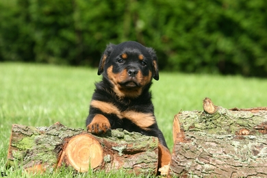 Rottweiler Dog Child Photo