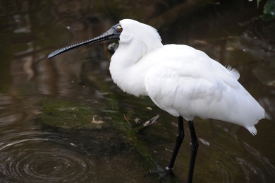 Royal White Spoonbill Bird HD Wallpaper