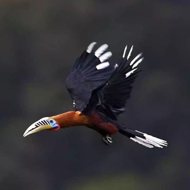 Rufous Necked Hornbill Bird Photo