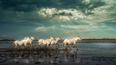 Running Horses on Beach