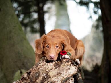 Sad Dog Laying